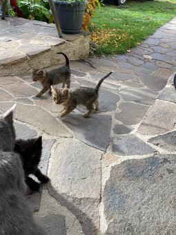 Darujem mačiatka - 3