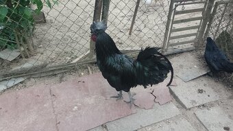 Ayam  Cemani - 3