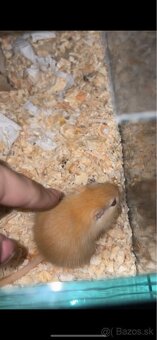 Darujem pieskomilov - 3