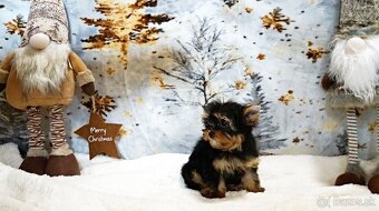 Yorkshire terrier s PP - 3
