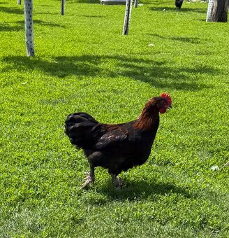 Marans - 3