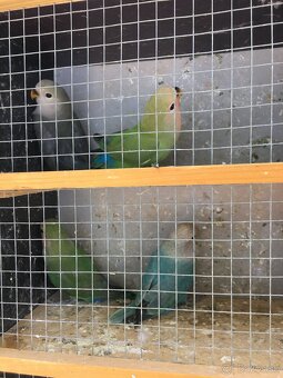 Agapornis ruzovohrdly - 3