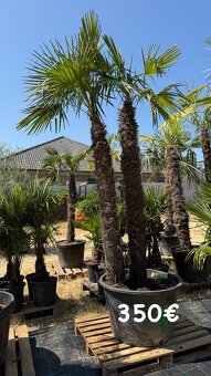 🌴 Predám  palmy Trachycarpus fortnei  🌴 - 3