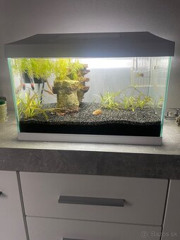 Zariadené akvárium + príslušenstvo - 3