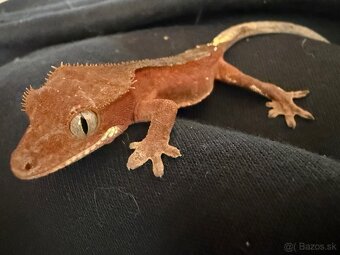 Ponúkam pagekony riasnaté - samce - 3