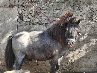 Predam mini ponika - 3