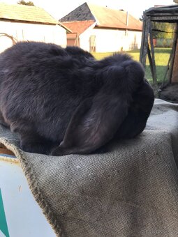 Francúzskeho barana - 3