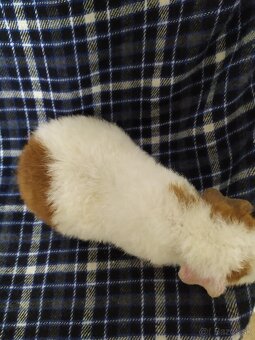 samice US teddy morce - 3