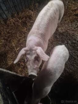 Predám mladého kanca - 3