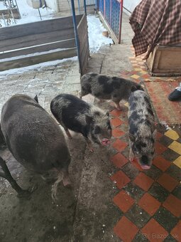 Predám odstavčata - 3