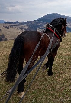 Predám ťažného valacha - 3