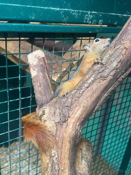 Sciurus anomalus veverička krátkouchá - 3