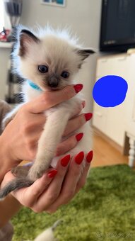 Mačiatka ragdoll - 3