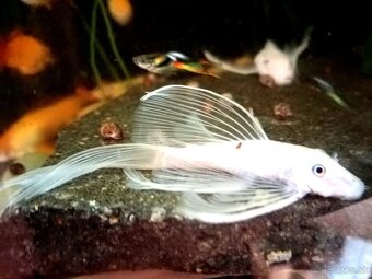 Ancistrus sp.snow white long fin - 3