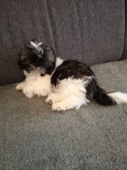 SHIH-TZU - 3