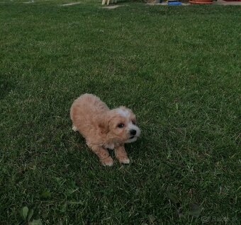 Predám šteniatka maltipoo - 3
