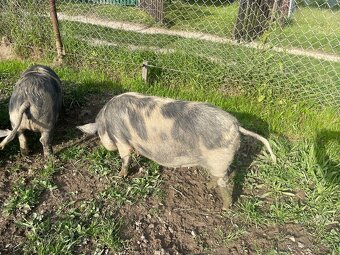 Prasnica Kune Kune - 3