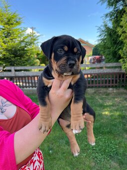 American bully xl s PP - 3