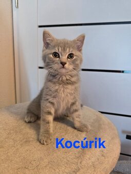 Škótske mačiatka - 3