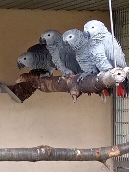 Žako kongo - 3