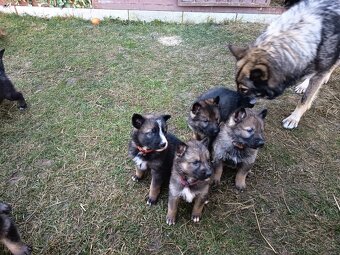 Predáme šteniatka. - 3