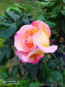 Ruže, rózsa, stromčekové ruže,  rózsafa - 3