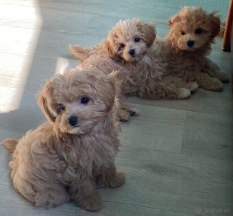 Maltipoo - 3