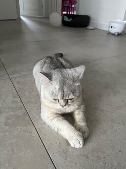 Britská Chinchilla - 3