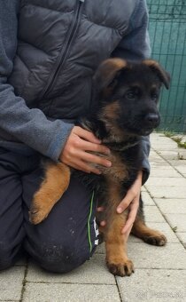 Nemecký ovčiak šteniatka s PP na predaj - 3