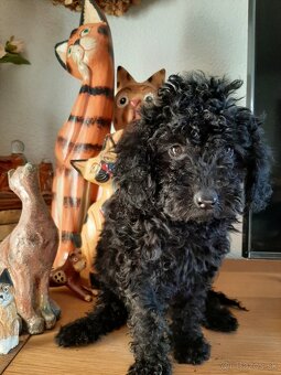 Pudlik, pudel trpasliči - 3