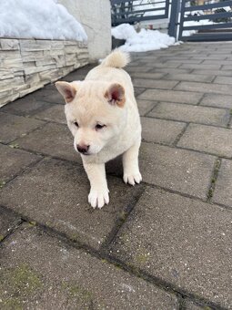 Shiba inu - 3