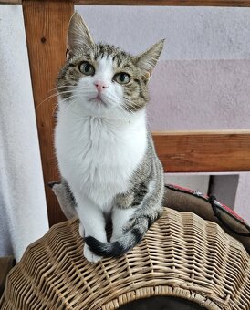 Darujem krásneho hebkého kocúrika Nunsa - 3