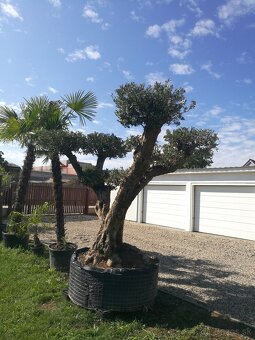 Olivovník Pon-Pon - 3