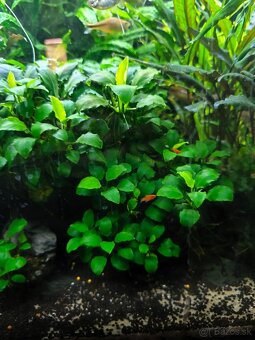 Rastliny a ryby na predaj - 3