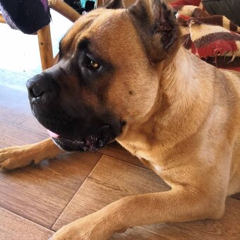 Cane Corso krytie - 3