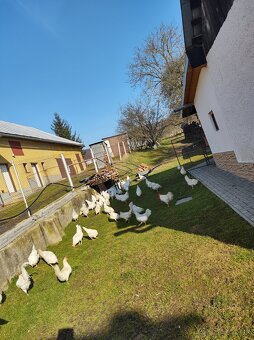 Predám nasadove vajička - 3