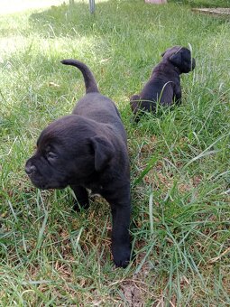 Cane Corso - 3