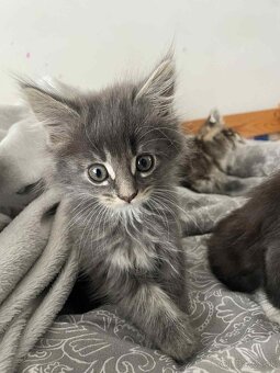 Predam Maine Coon (Mainská Myvália - 3