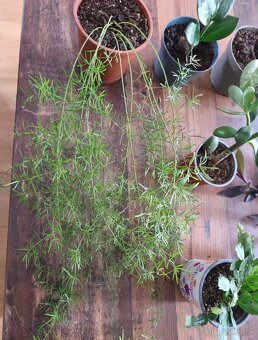 Predám izbové rastliny - 3