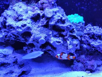Morské akvárium Blau All in One Marine – 80 l (Black) - 3