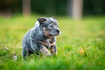 Australský dobytkarský pes s PP, ACD - 3