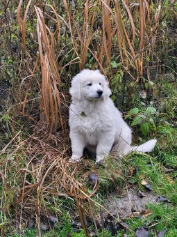 Slovenský čuvač - 3