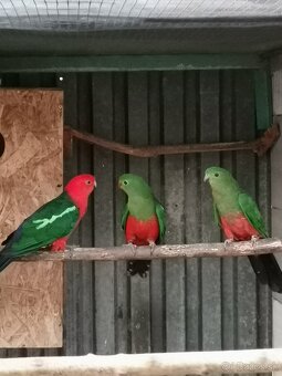 Papagáj kráľovský - 3