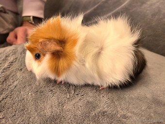 Morča-rozetové samček - 3