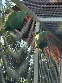 Alexander čínsky, Alexander veľký, Alexander červenohlavý - 3