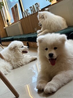 Samojed šteniatka - 3