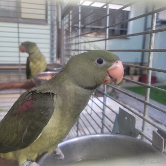 Predám Alexander Veľký - 3