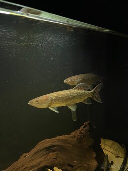 Hepsetus odoe , stuka africka, tetra drava - 3