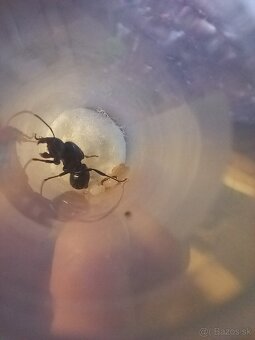 Kráľovny Messor Barbarus - 3