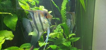 Skalár amazonsky - Pterophyllum scalare - 3